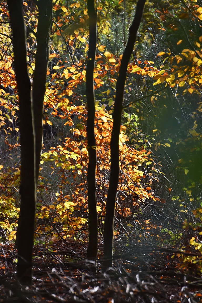 autumn forest pl 16.jpg