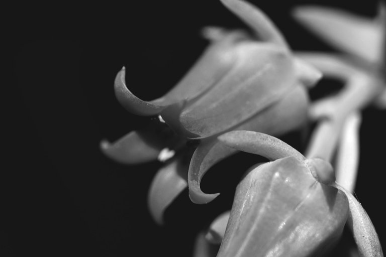 echeveria yellow flower bw 3.jpg