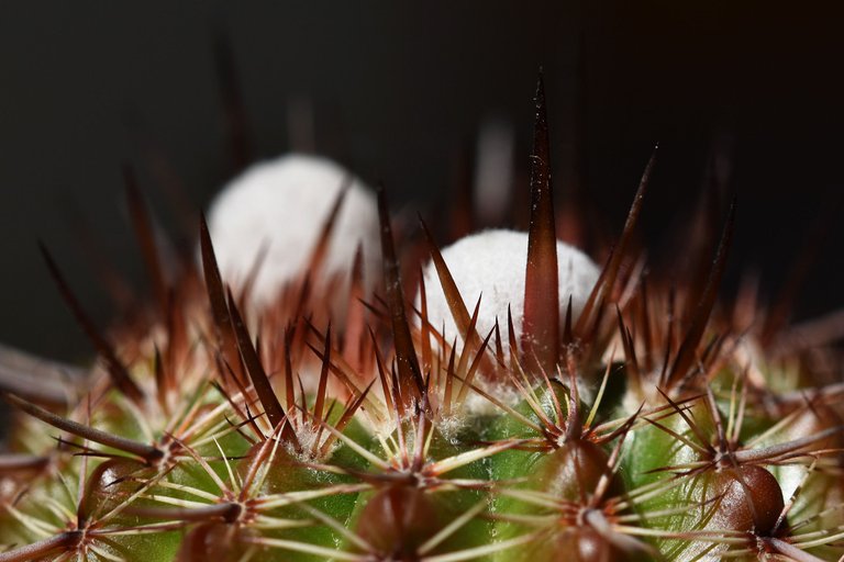 Notocactus mueller-melchersii buds 2021 4.jpg