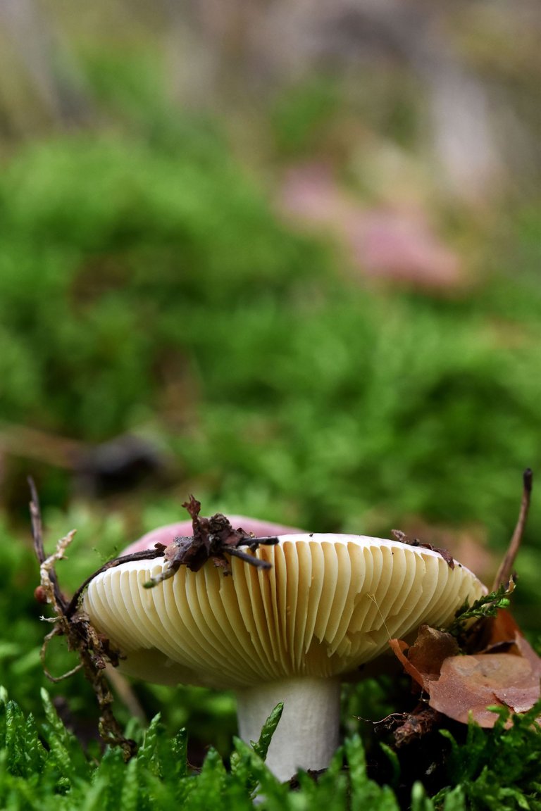 Russula purple mushrom pl 4.jpg