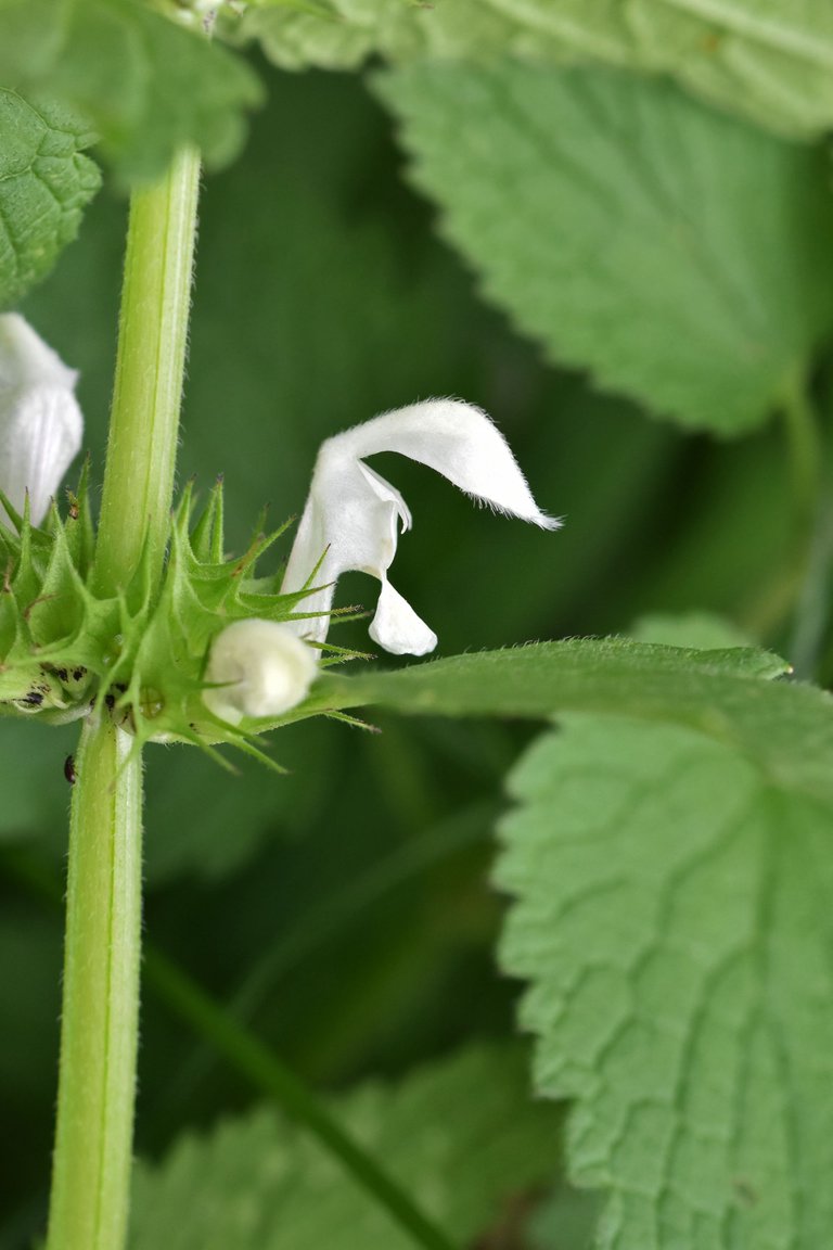 White Dead-Nettle flowers 12.jpg