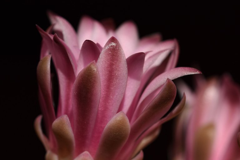 Gymnocalycium Mihanovichii group flower 2021 8.jpg