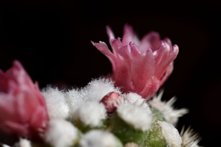 Mammillaria gracilis Arizona Snowcap 2021 10.jpg