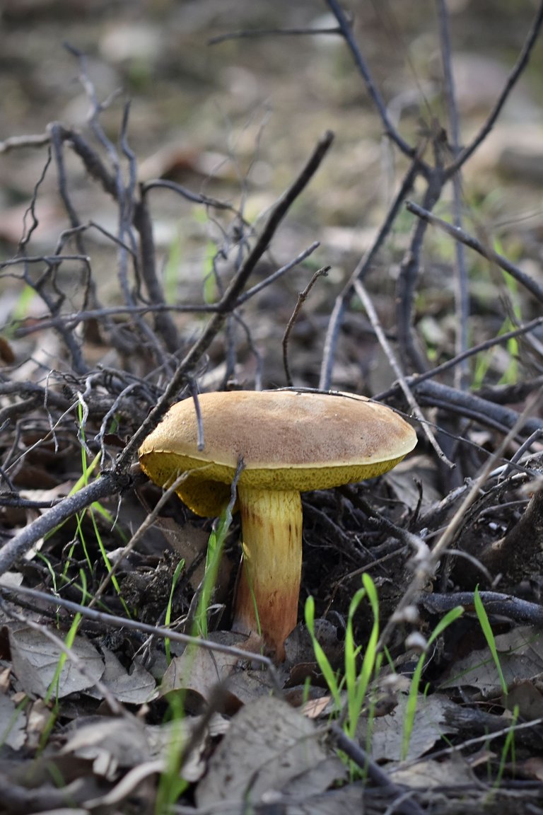 mushrooms autumn pt 8.jpg