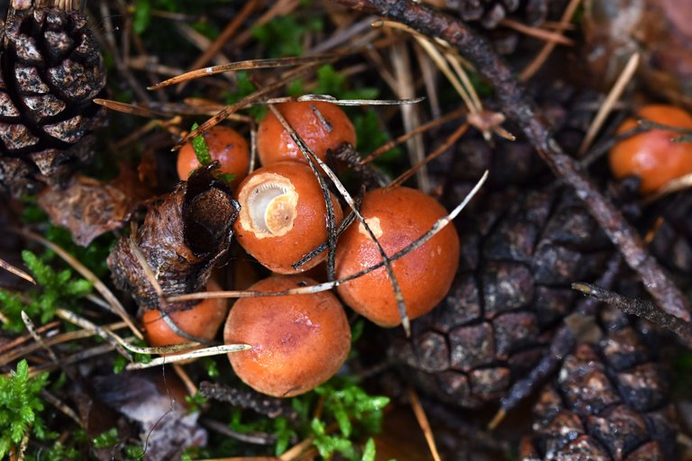 small orange mushrooms pl 2.jpg