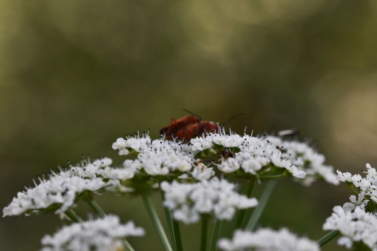 Longhorn beetle Stictoleptura rubra 2.jpg