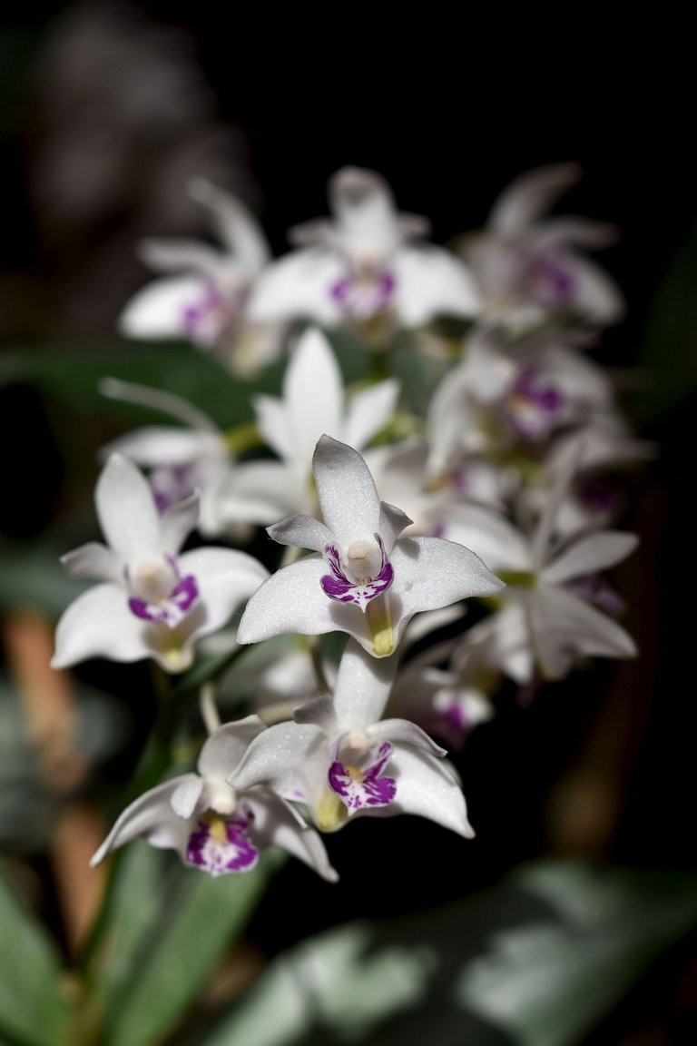 Dendrobium kingianum var. Silcockii 2023 april 4.jpg