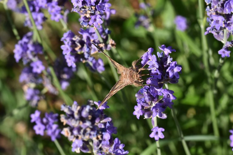 Silver Y moth lavender pl 8.jpg