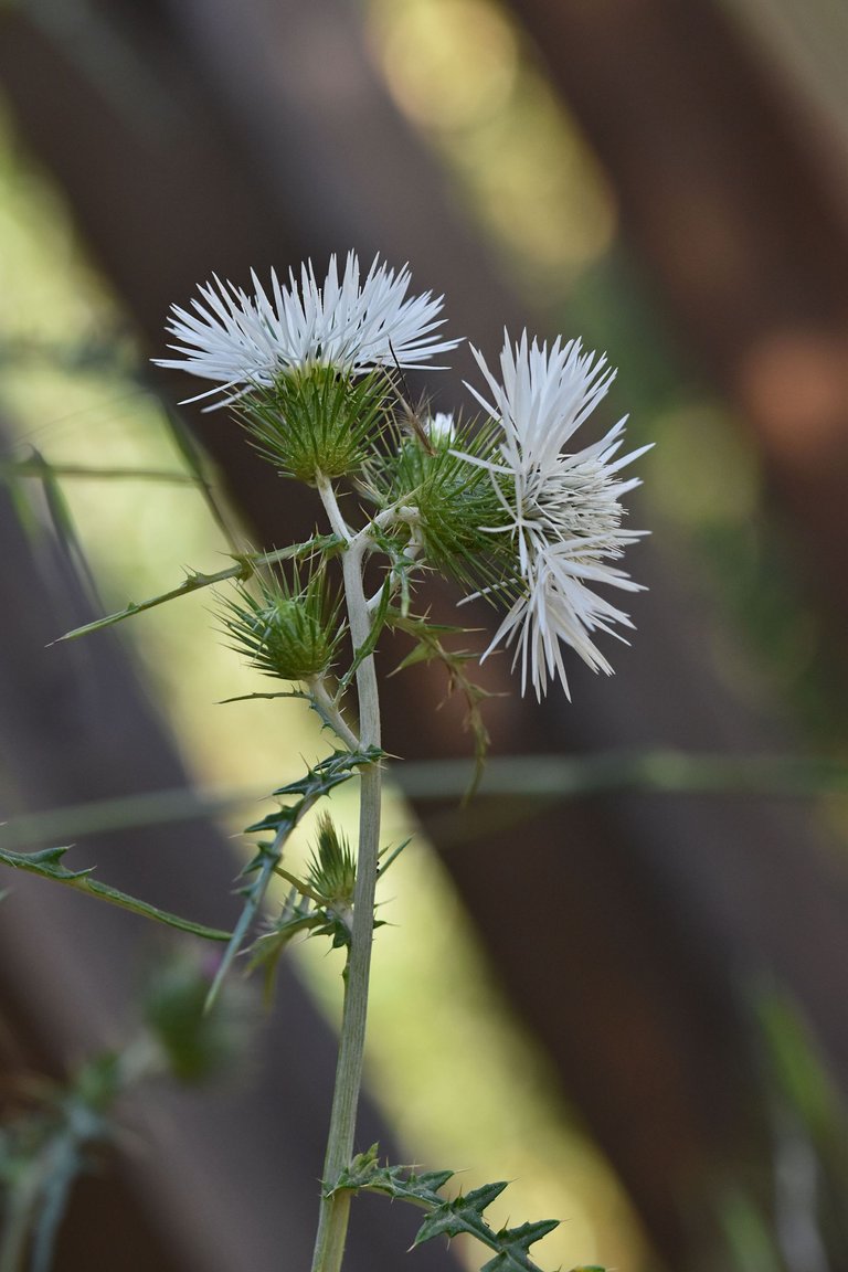 Giant thistle park 12.jpg