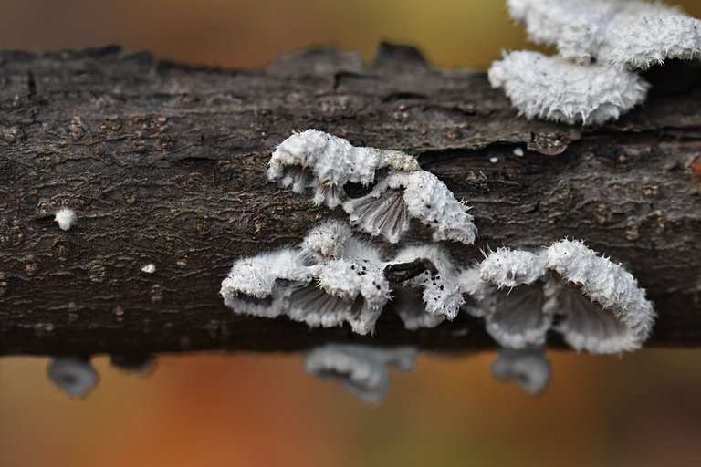 white mushroom stick 6.jpg