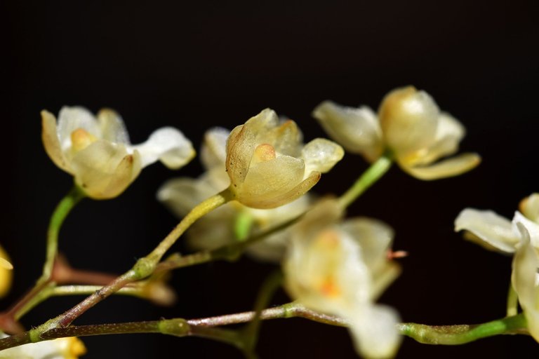 orchid yellow twinkle 1.jpg