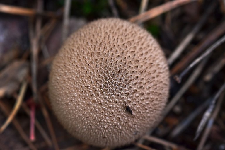 puffball mushroom pl 4.jpg