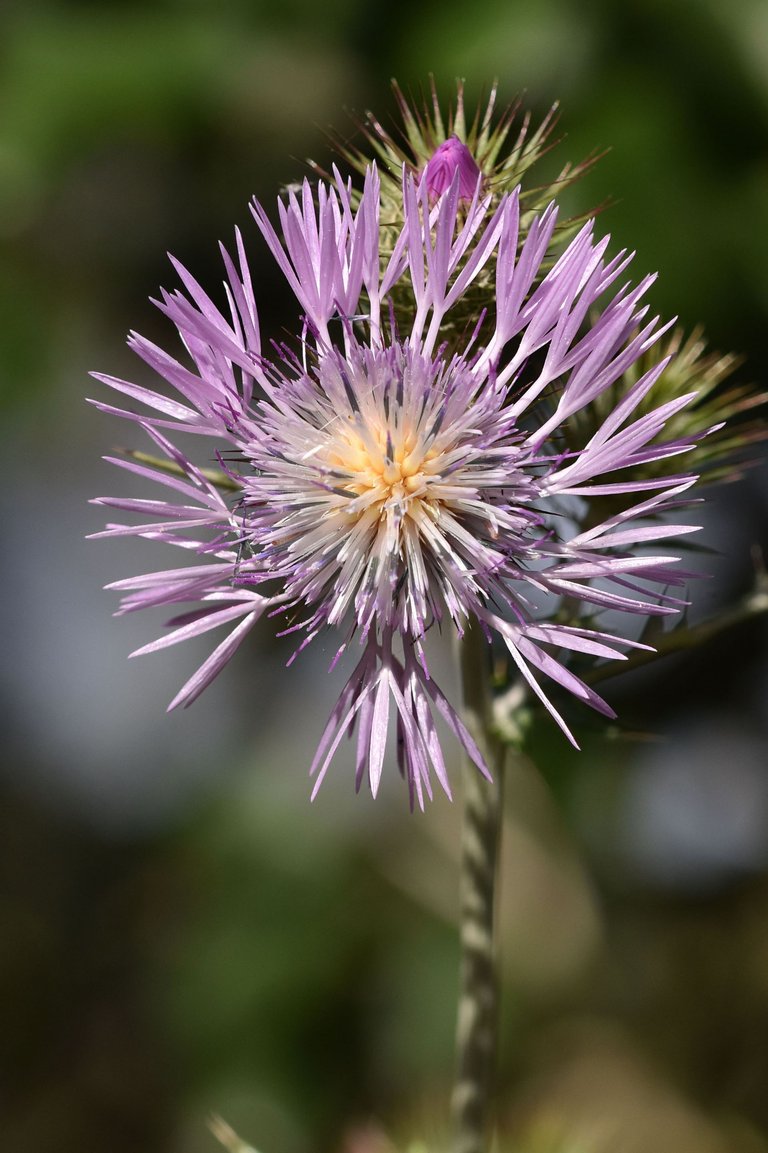 Giant thistle park 3.jpg