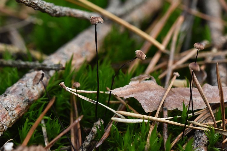 Tiny mushroom woods pl 12.jpg