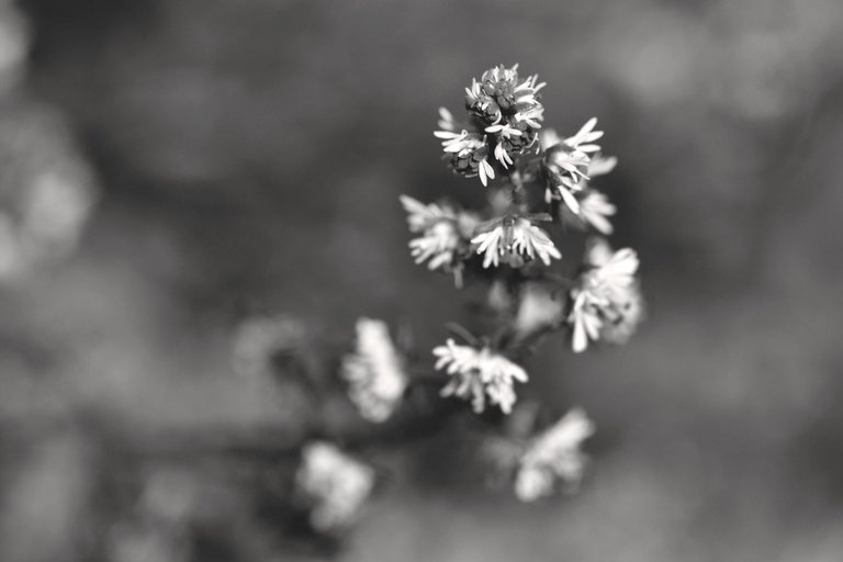 Sesamoides spathulifolia wildflower bw 3.jpg