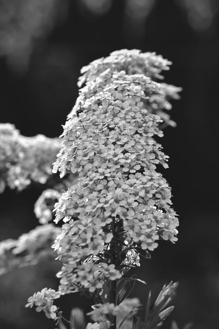 Tawuła Garland spiraea bw 2.jpg