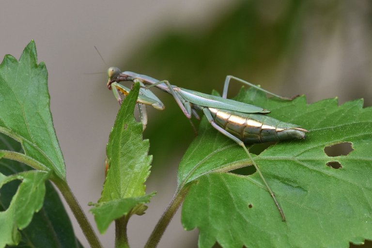 green mantis 1.jpg
