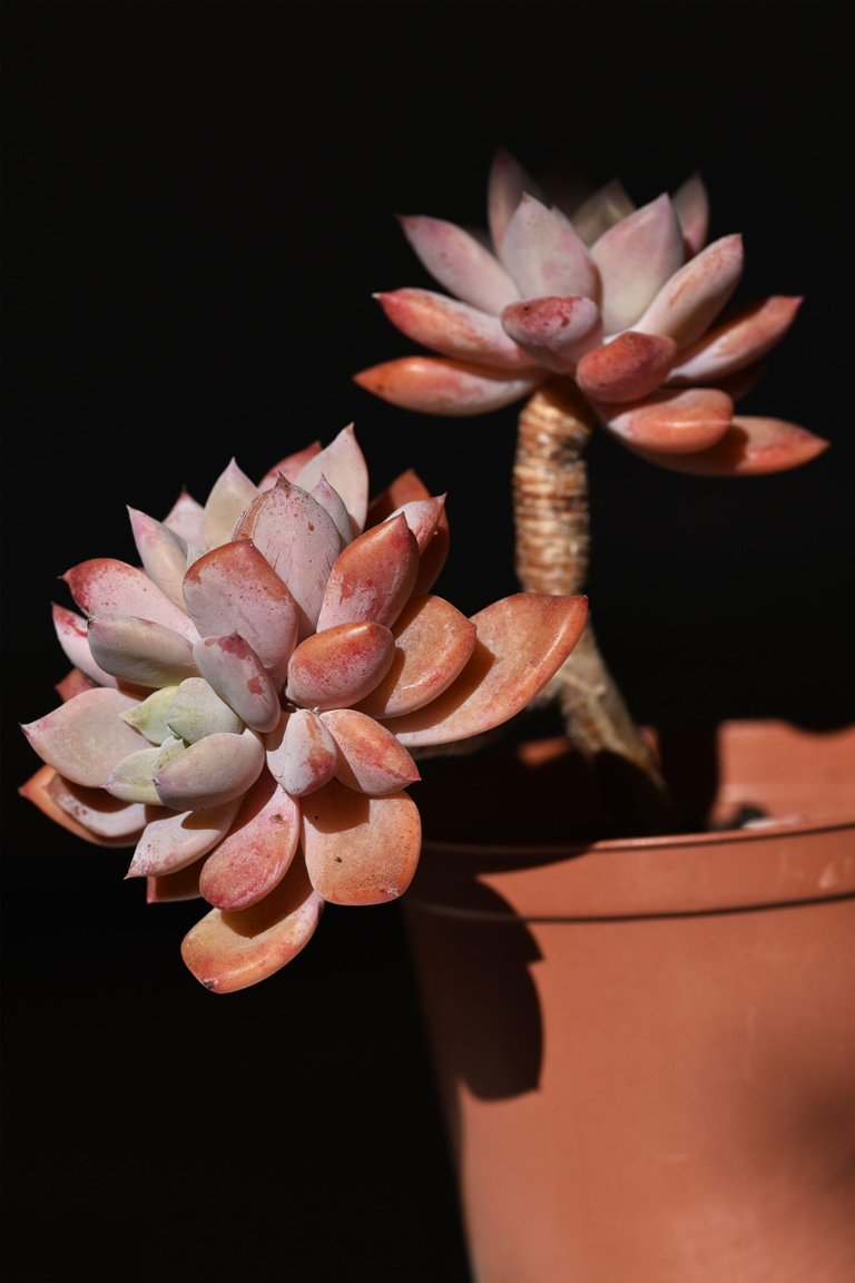 Echeveria split rosette 9.jpg