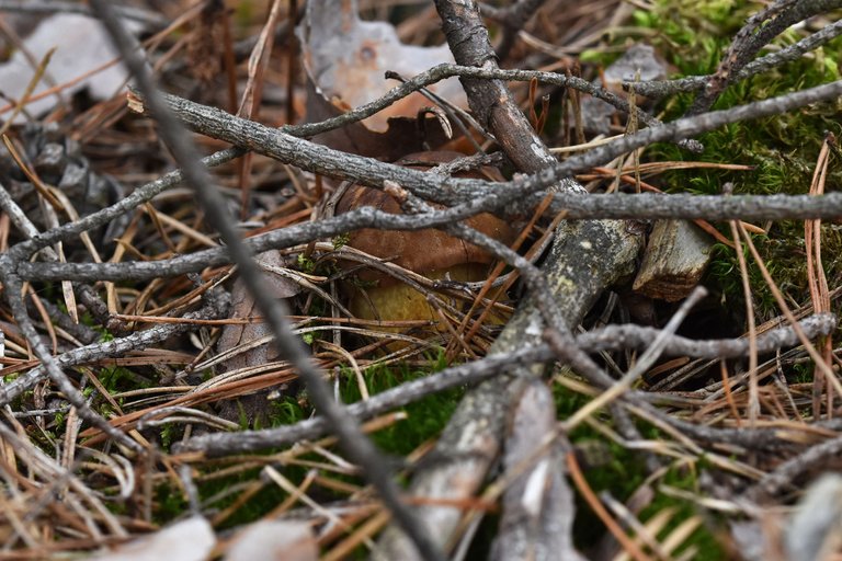 boletus mushroom pl 5.jpg