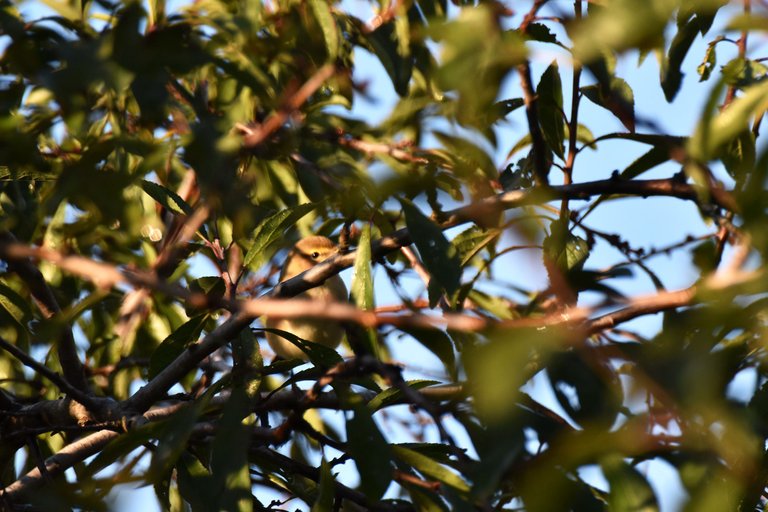 Common chiffchaff birds pl 3.jpg