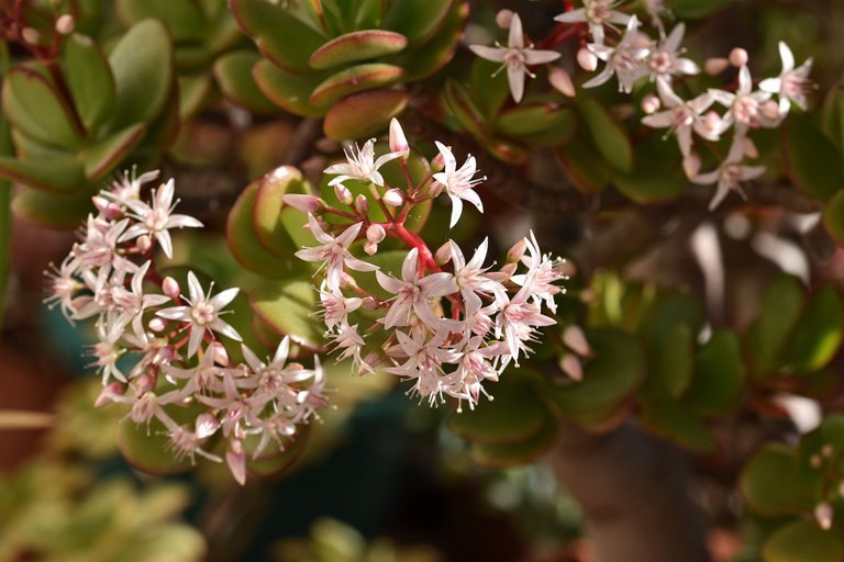 Crassula ovata flowers 2022 10.jpg