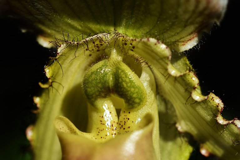 paphiopedilum pinocchio 11.jpg