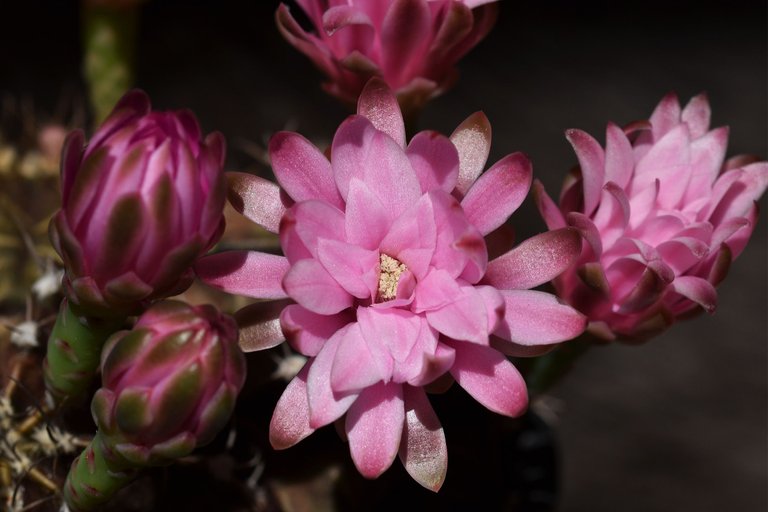 Gymnocalycium Mihanovichii group flower 2021 4.jpg