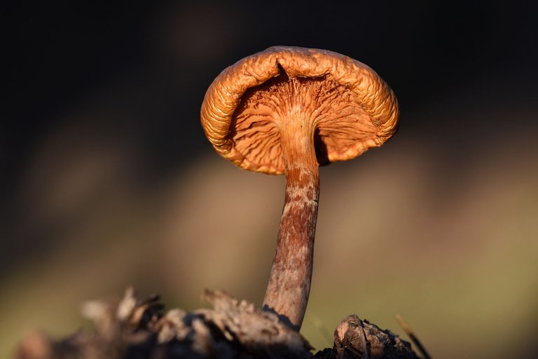 Gymnopilus suberis orange mushroom cork bark 2.jpg