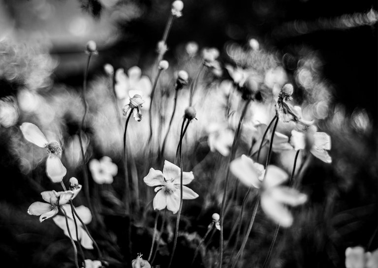 white anemones bokeh bw 2.jpg