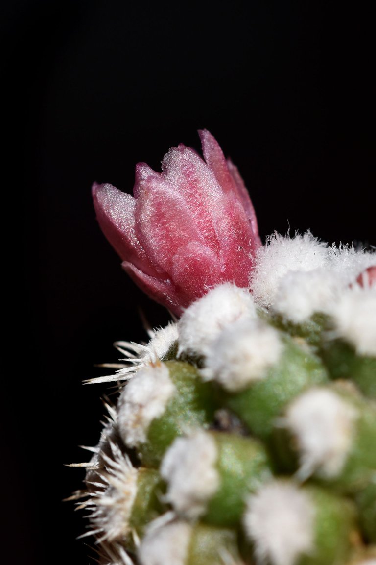 Mammillaria gracilis Arizona Snowcap 2021 9.jpg