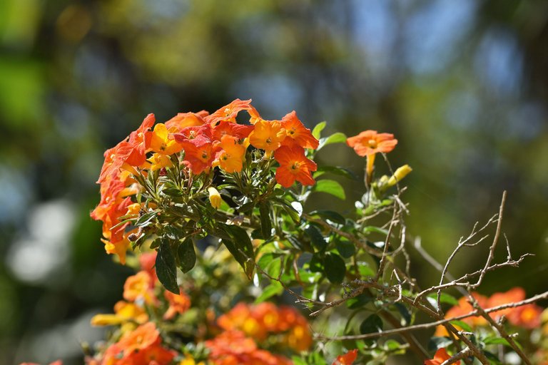 Quinta da Regaleira flowers 1.jpg