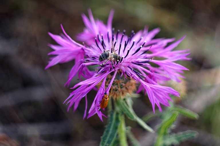 thistle bee helios bokeh 9.jpg