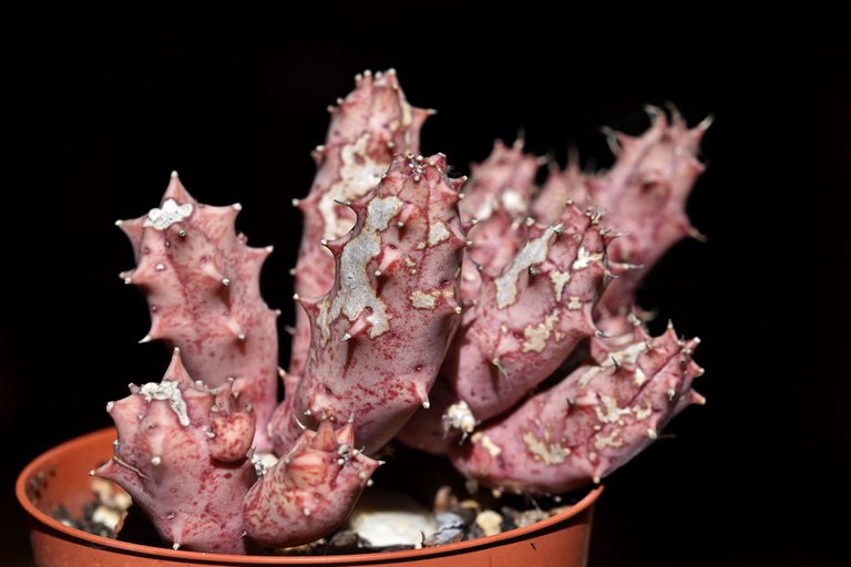 Huernia scars .jpg