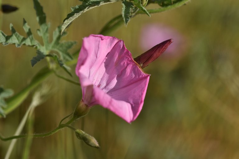 Convolvulus althaeoides pink 9.jpg