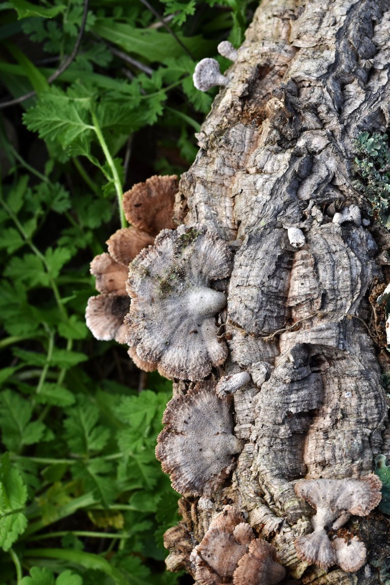 cork branch mushrooms 8.jpg