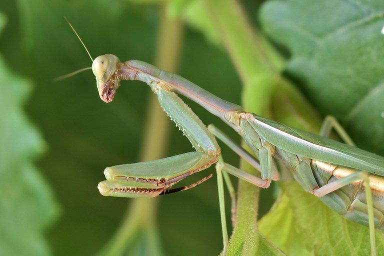 green mantis 7.jpg