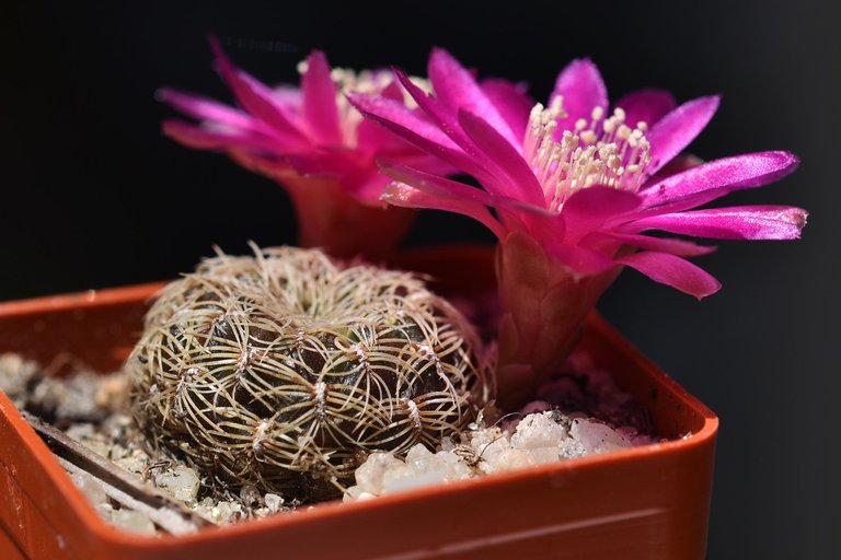 sulcorebutia albissima flower 2021 1.jpg