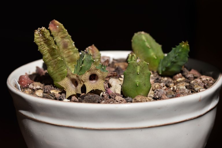 Huernia thuretii flower 2024 1.jpg