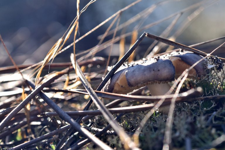 mushrooms pine needles 1.jpg