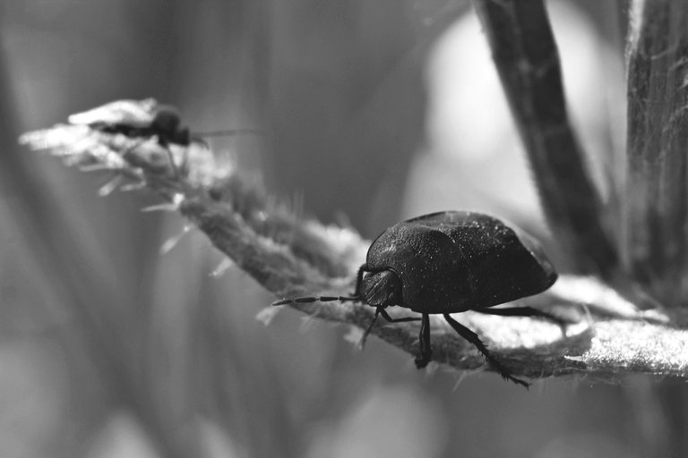 bugs grasses bw 2.jpg