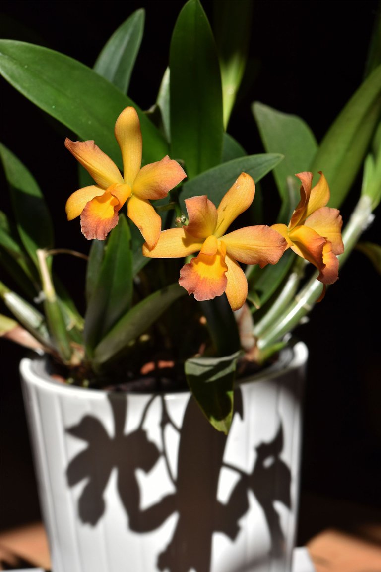 Cattleya Little Lemon Drops x Cattleytonia Why Not 2021 9.jpg