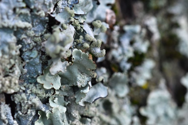 Parmelia lichens olive tree 3.jpg