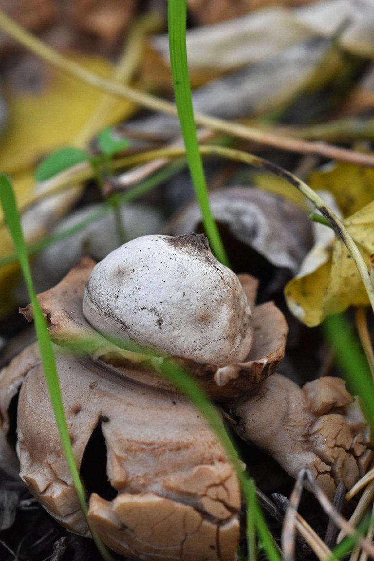 geastrum earthstar mushroom pl 6.jpg