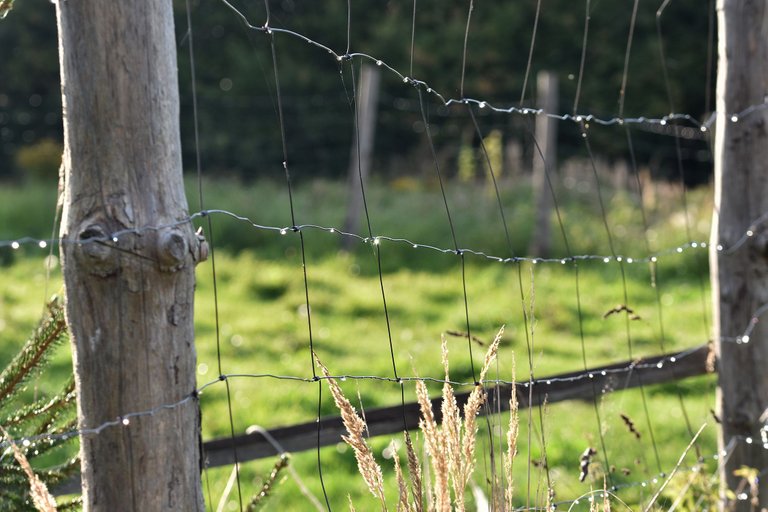 raindrops pl fence.jpg