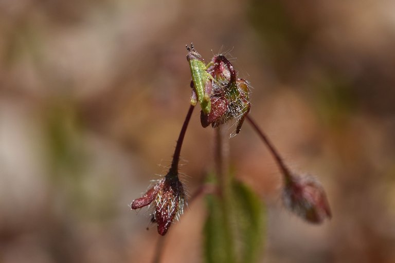 Tuberaria guttata yellow wildflower bug.jpg