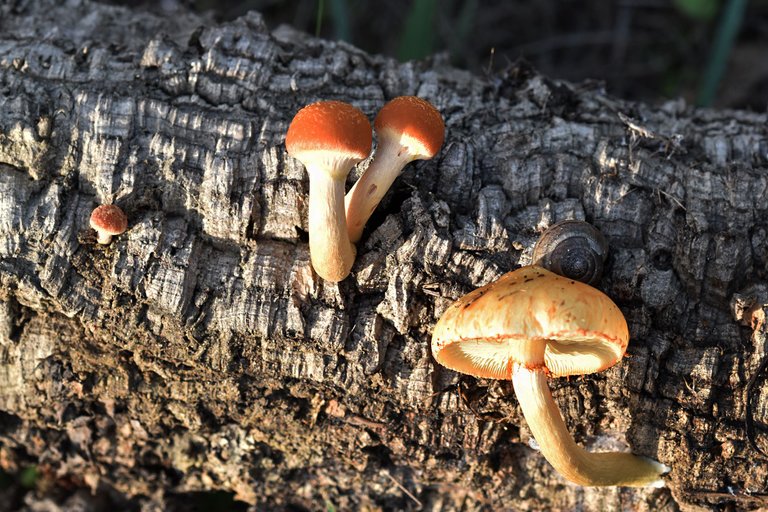 Gymnopilus suberis orange mushrooms pt  8.jpg