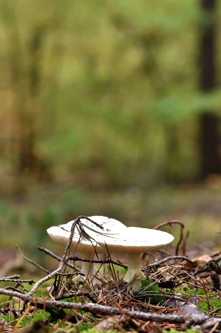 Amanita citrina white mushrooms pl 1.jpg