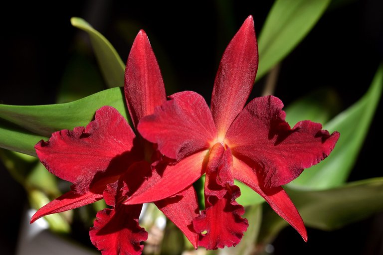 Sophrolaeliocattleya Jewel Box 'Dark Waters' 2022 6.jpg