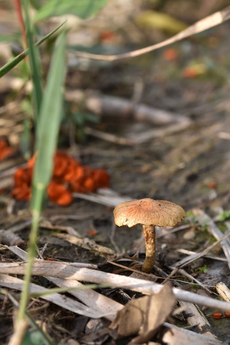 Scutellinia orange mushroom  3.jpg