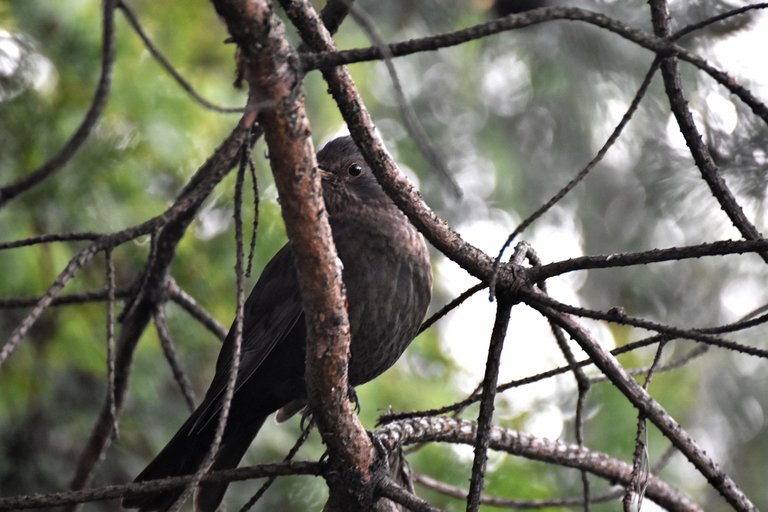 blackbird female pl 5.jpg